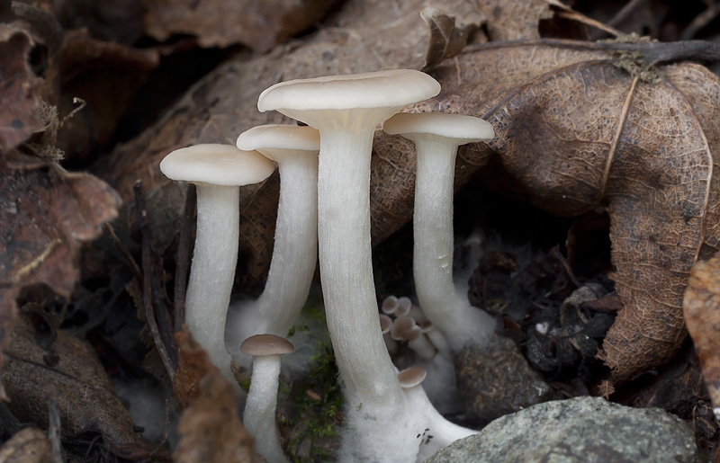 Clitocybe phaeophthalma